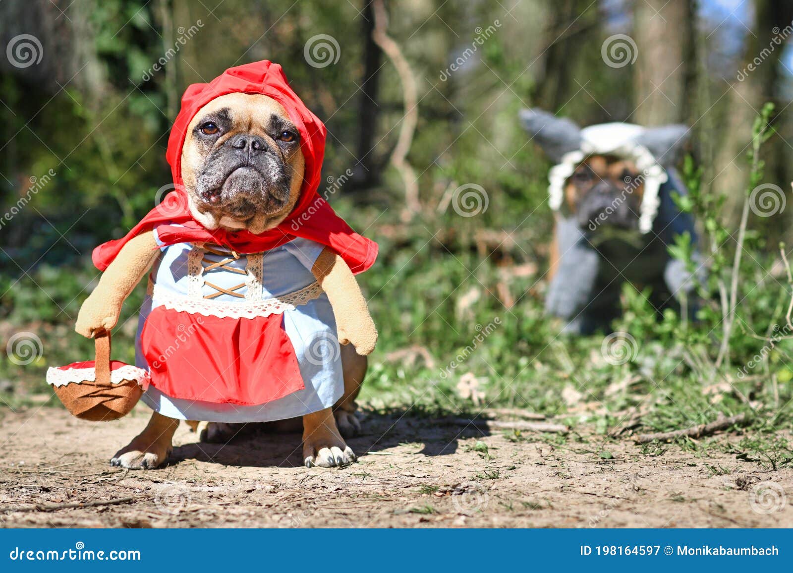 funny  french bulldog dogs dressed up with halloween costume as fairytale character little red riding hood and bad wolf