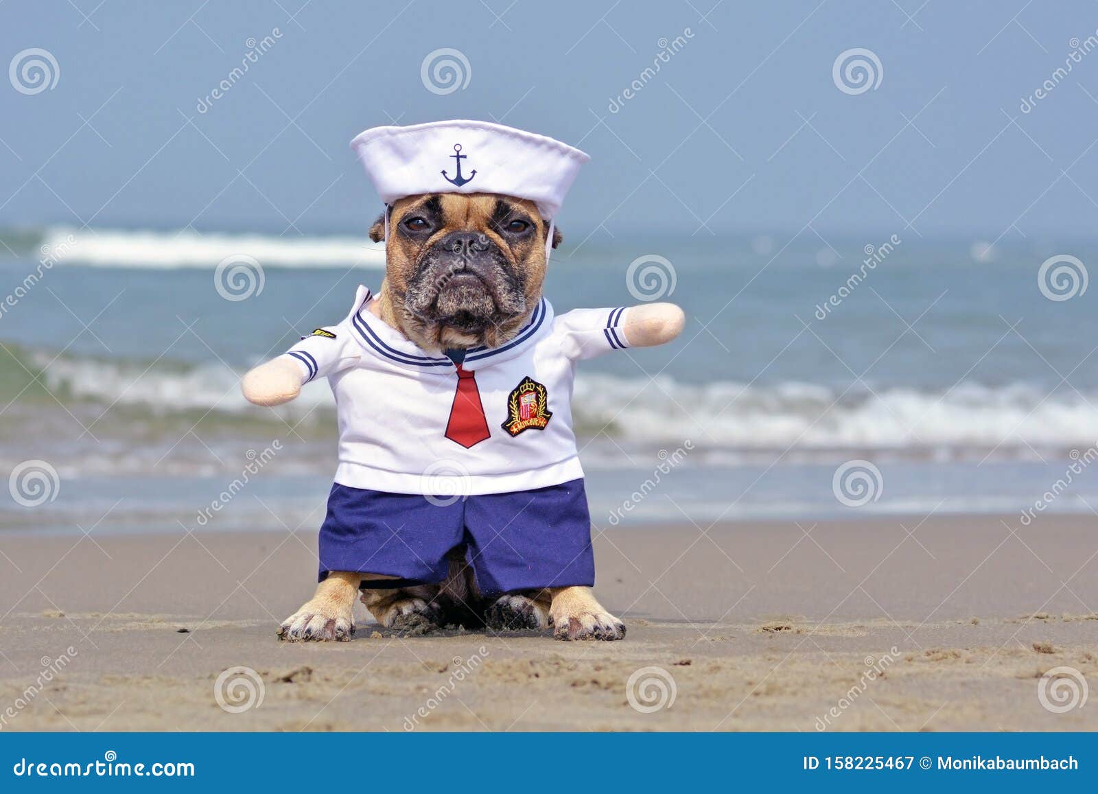 funny french bulldog dressed up with cute sailor dog halloween costume on beach with ocean in background