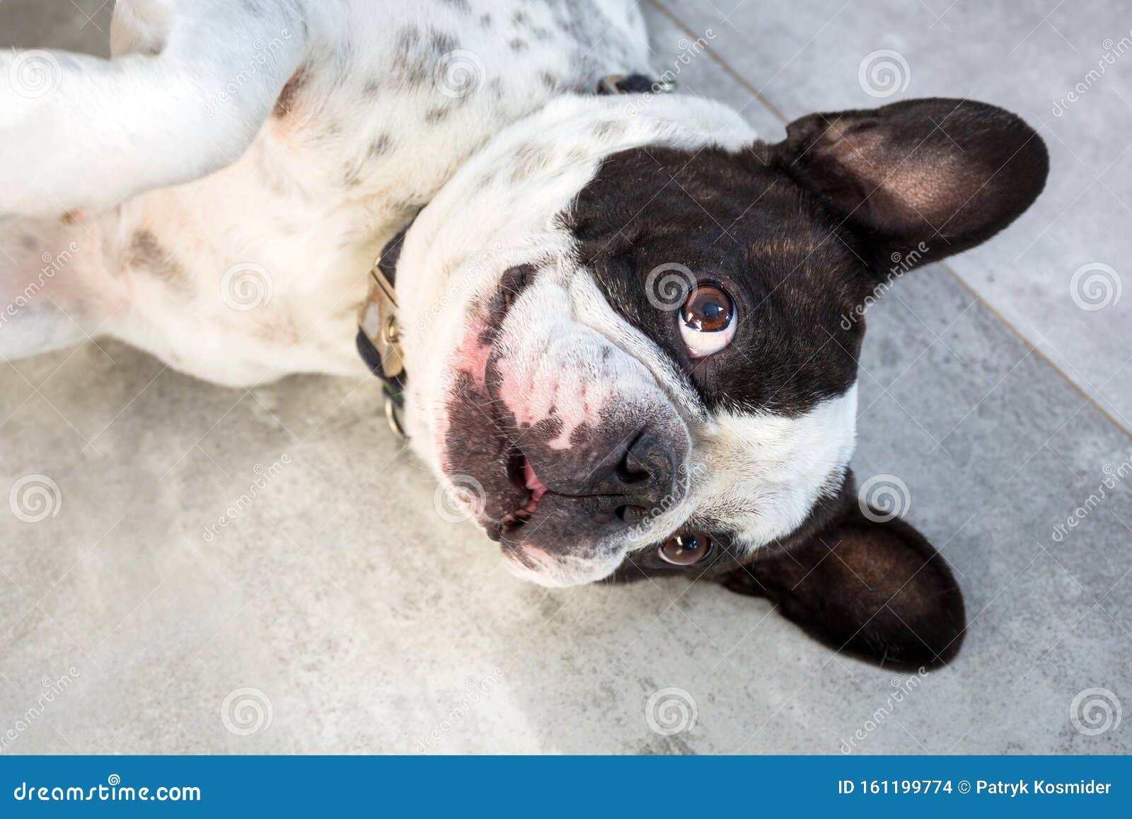 Funny French Bulldog Lying Down On The Floor Stock Photo