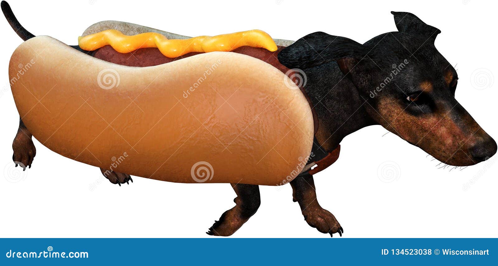 Wiener Hot Dog Dachshund Isolated, Funny Stock Photo - Illustration of isolated, animal: 134523038 Wiener Hot Dog Dachshund Isolated, Funny Stock Photo - Illustration of isolated, animal: 134523038