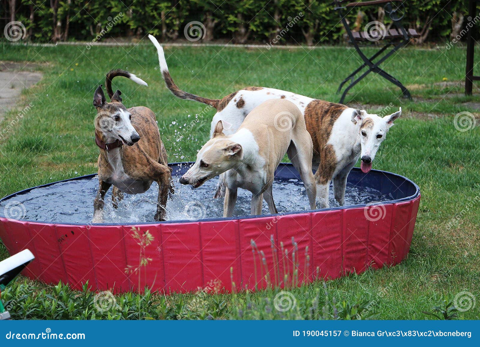 three funny galgos are playing in the pool in the garden