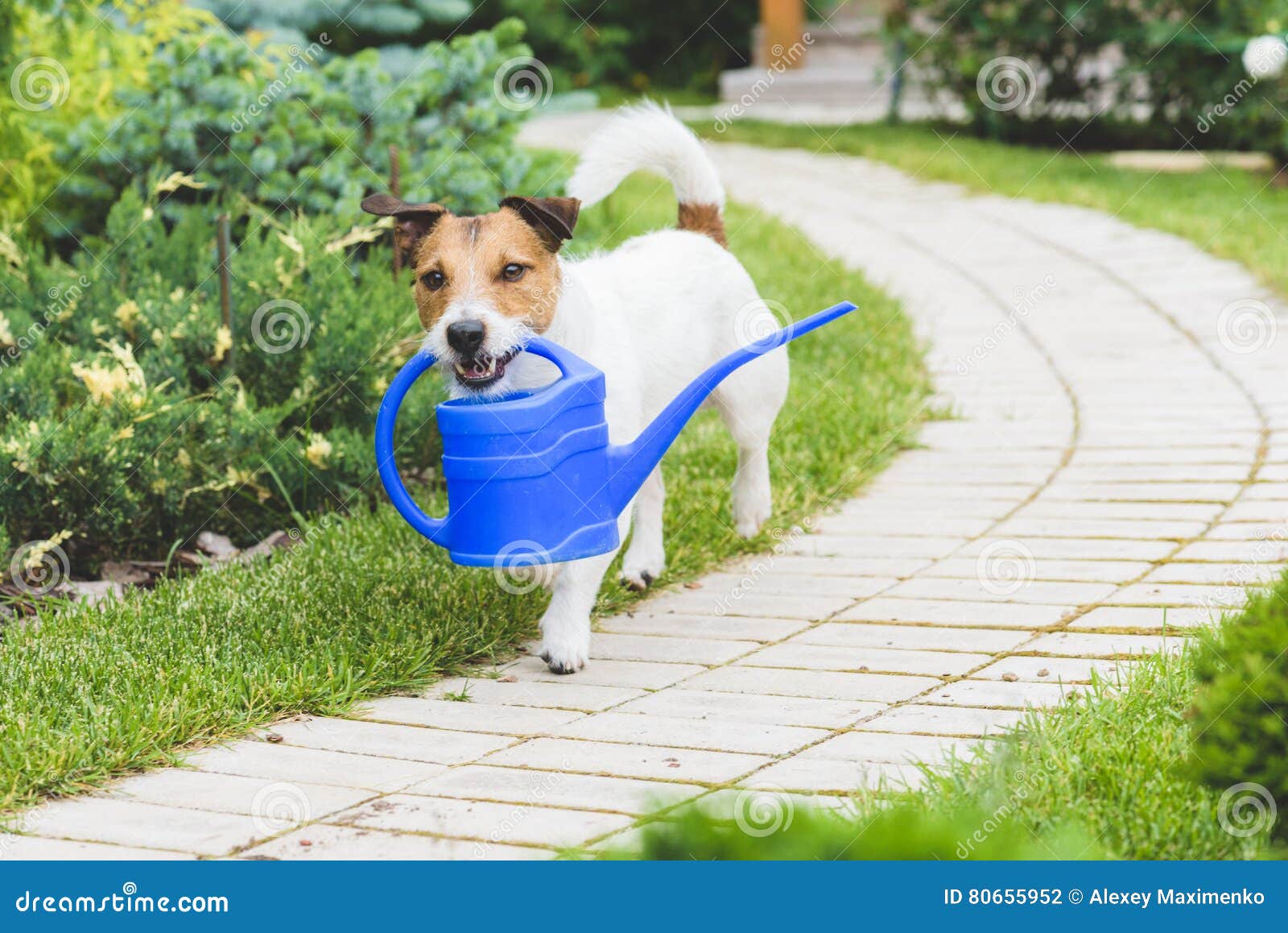 Funny Gardener with a Watering Can Making Irrigation Stock Photo Image of cute, fetching 80655952