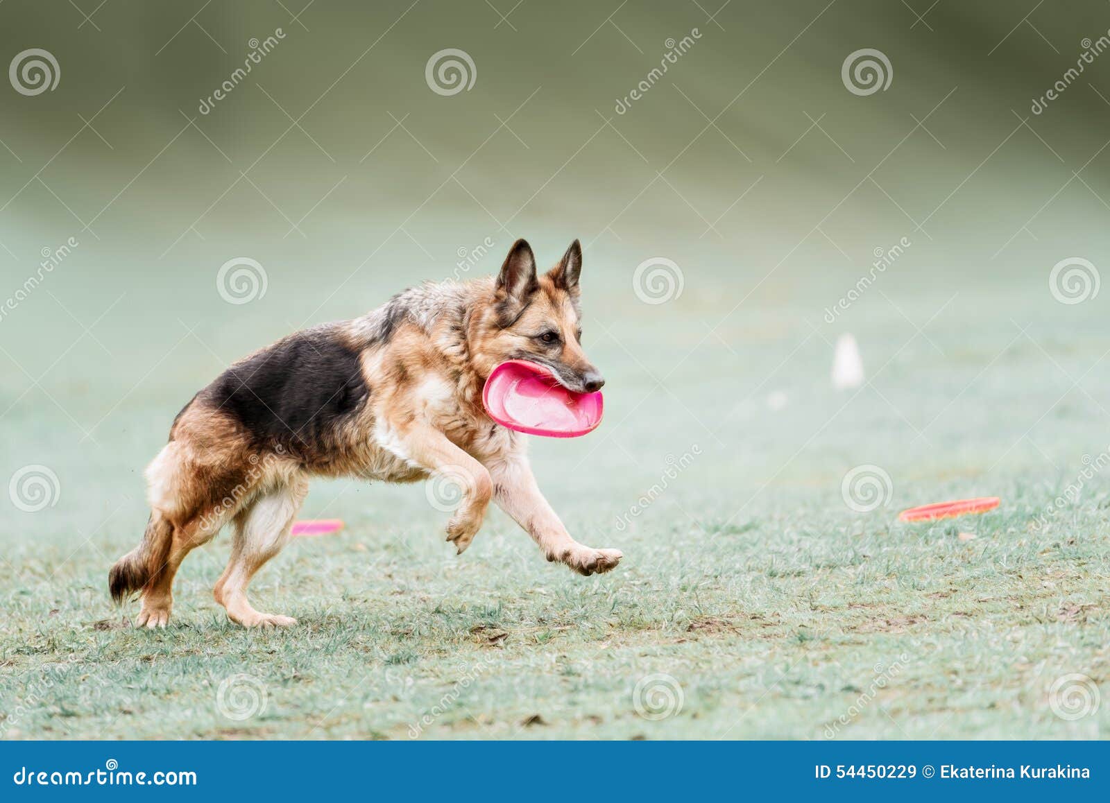 Funny German Shepherd Catching Disc in Jump Stock Image Image of effort, game 54450229