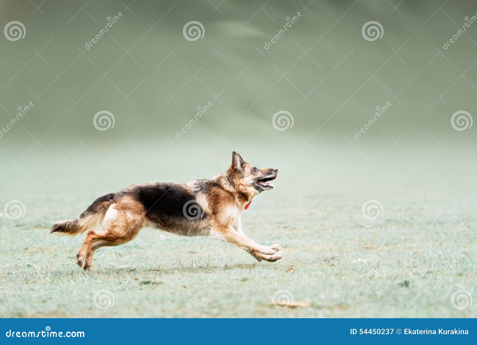 Funny German Shepherd Catching Disc in Jump Stock Image Image of cheerful, jumping 54450237