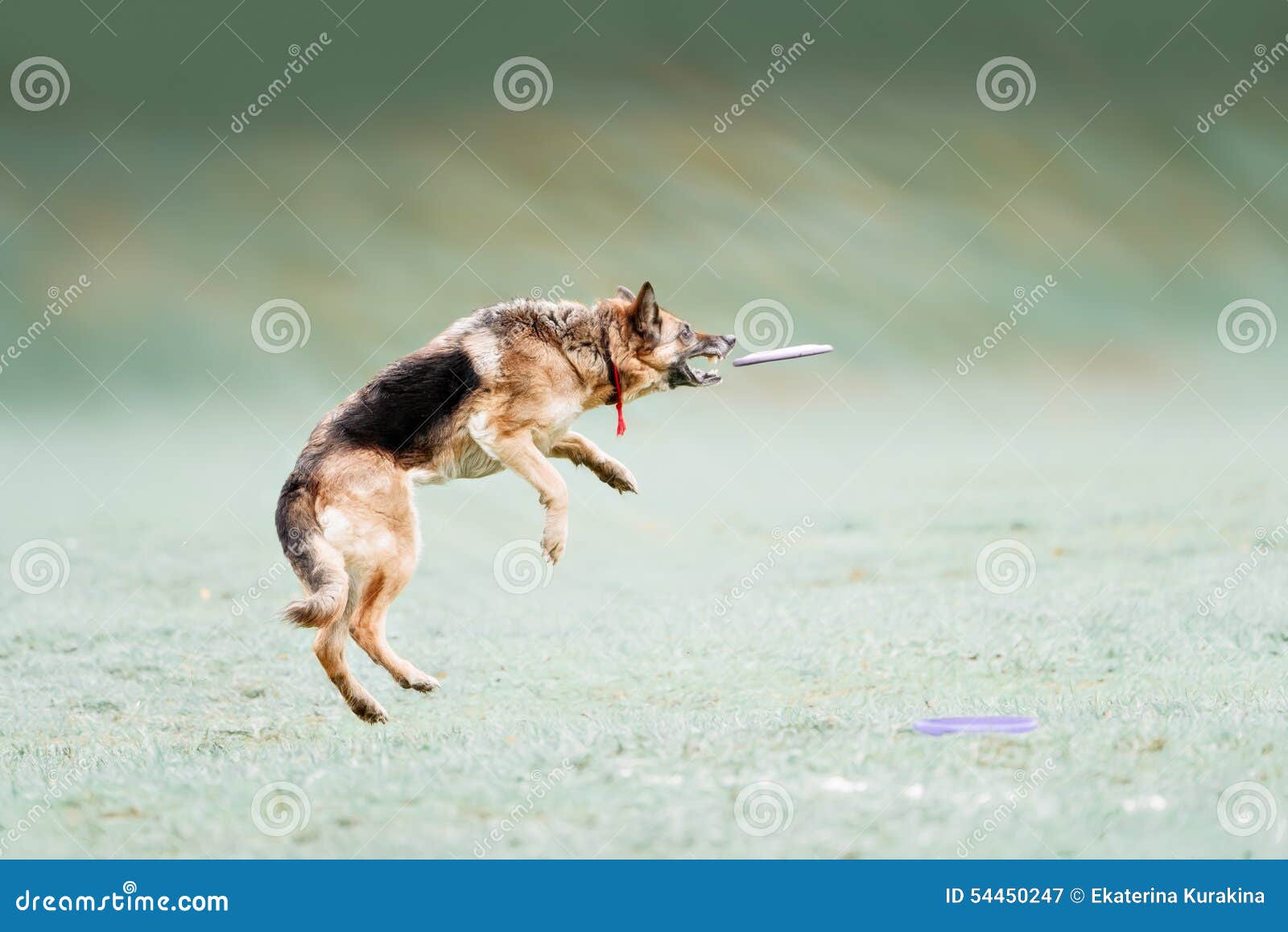 Funny German Shepherd Catching Disc in Jump Stock Image Image of grass, enjoyment 54450247