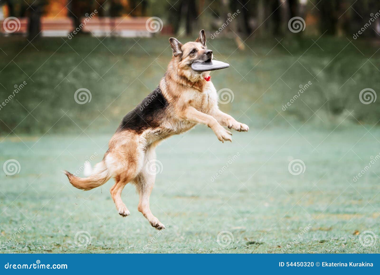 Funny German Shepherd Catching Disc in Jump Stock Photo Image of game, excitement 54450320