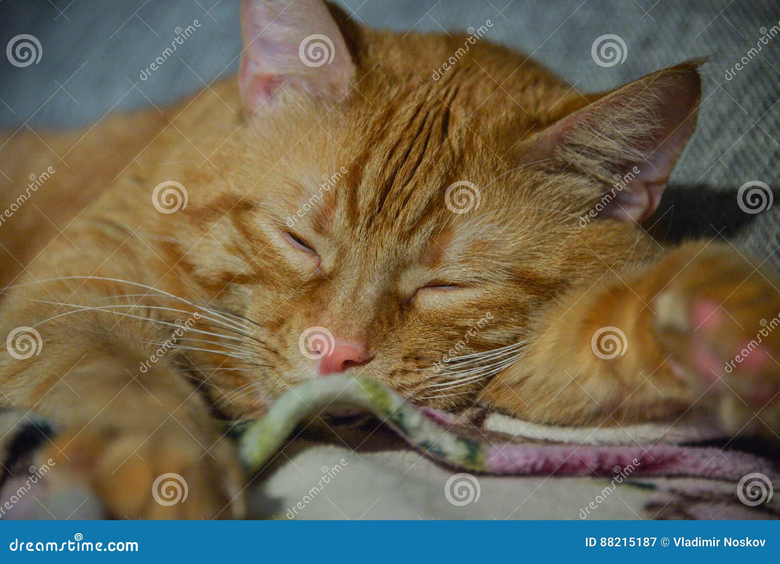 Ginger Cat Wants To Sleep Stock Photos Free & RoyaltyFree Stock