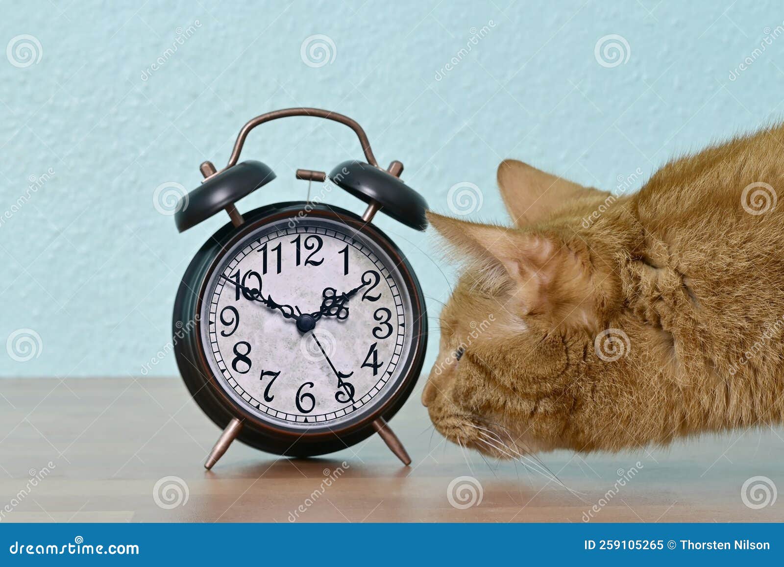 Funny Ginger Cat Looking Curious To a Retro Alarm Clock on the Table