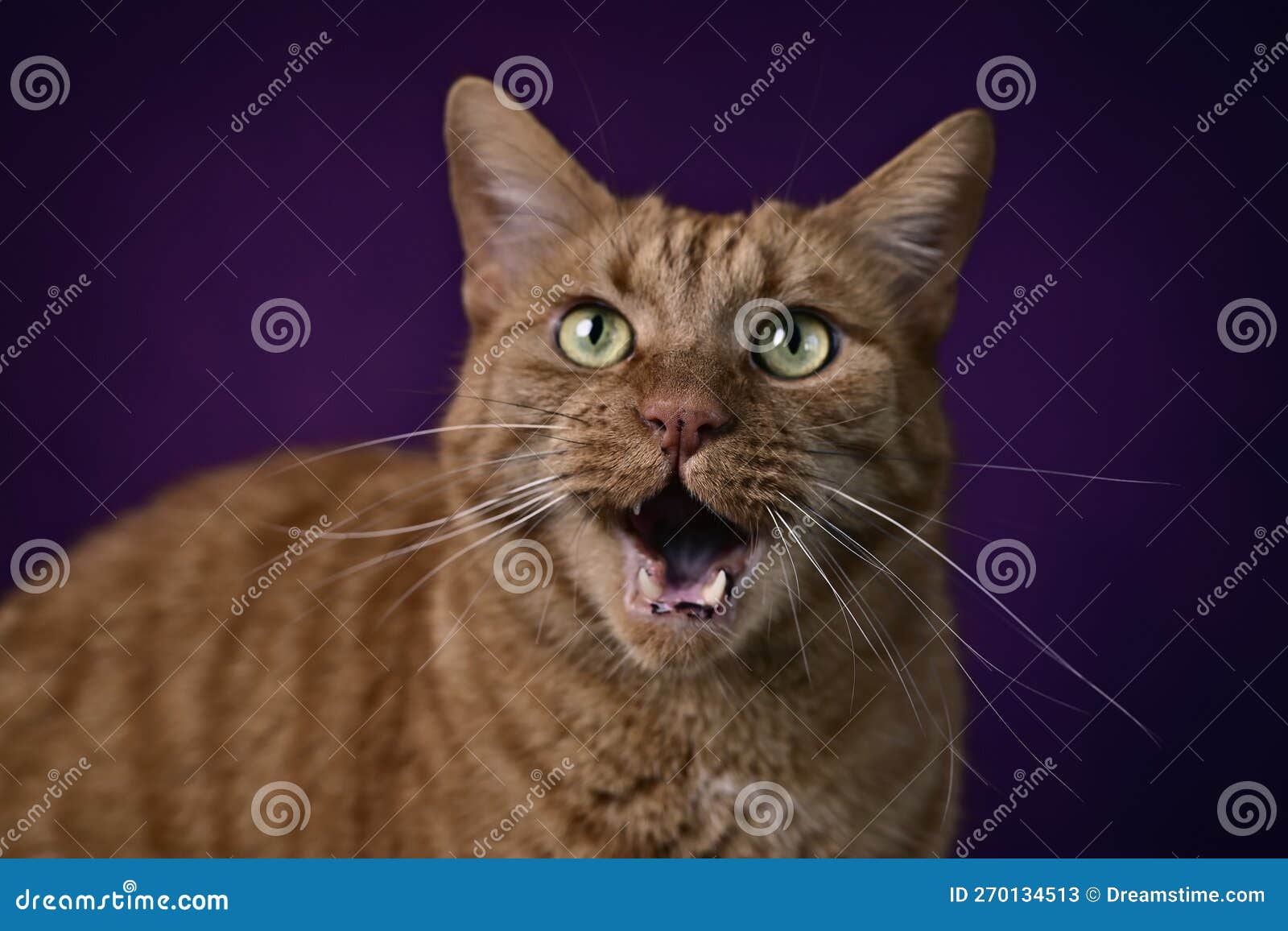 Funny Ginger Cat Meowing Over Dark Background. Stock Image Image of