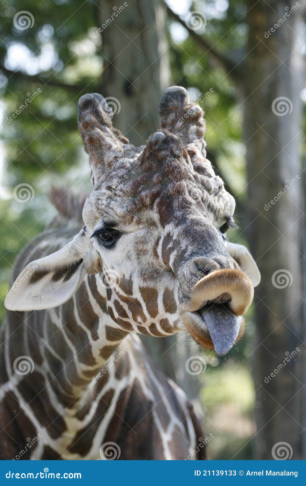 Funny Giraffe Stock Image Image Of Tongue Silly African