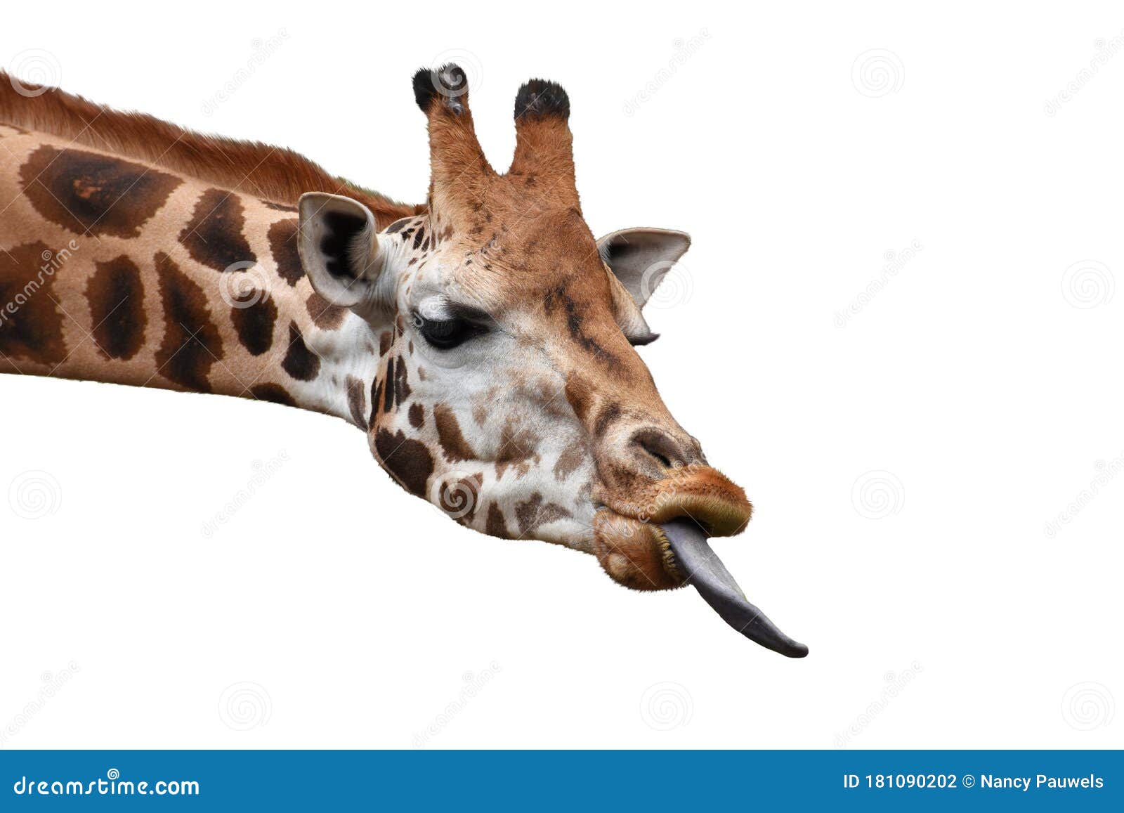 Funny Giraffe Head with Long Tongue Isolated on White Background. Stock