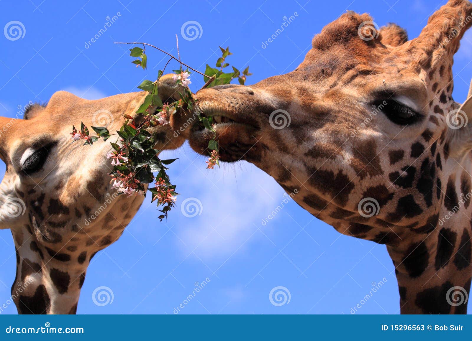 funny giraffes animals eating together
