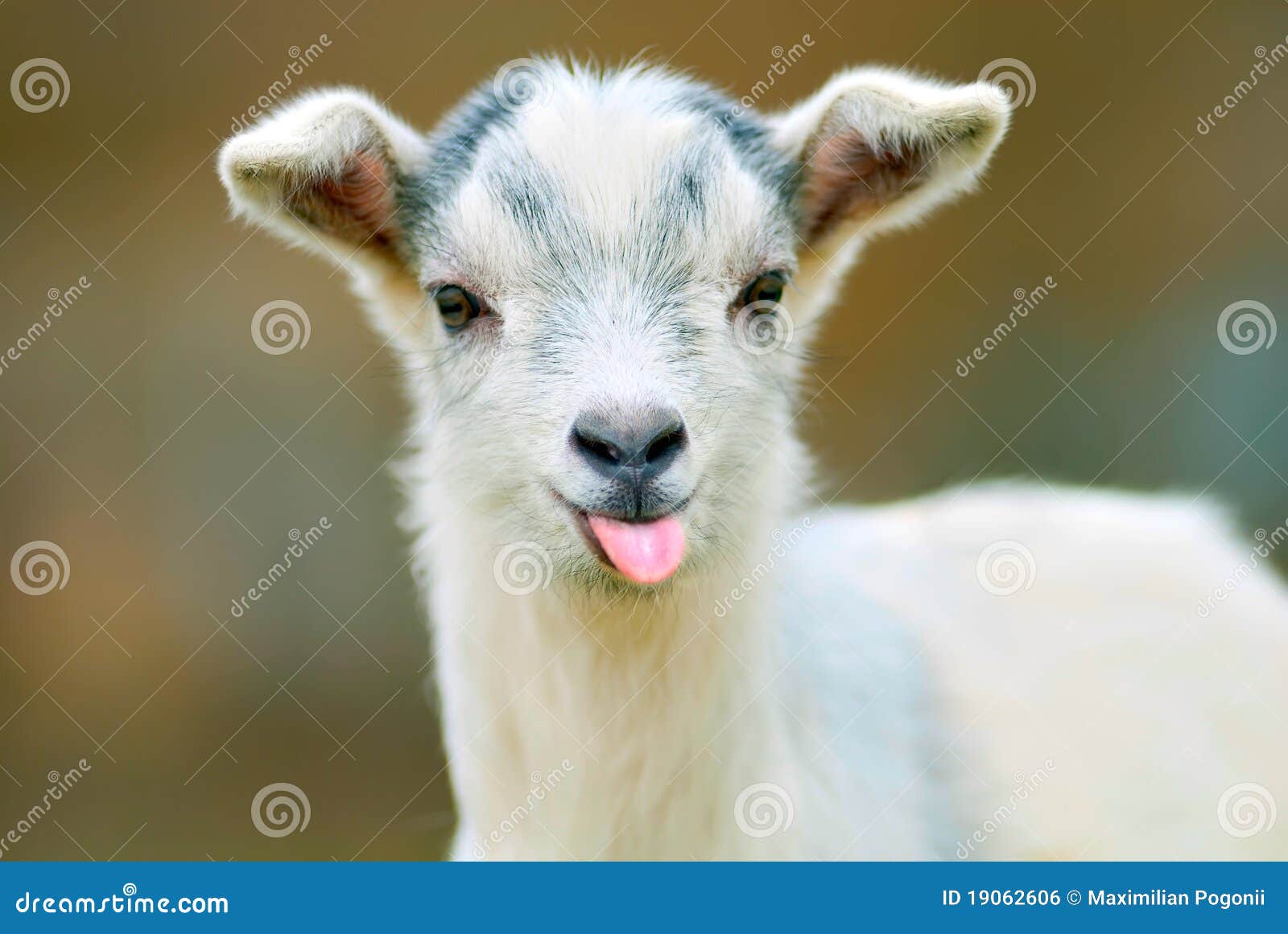 funny goat