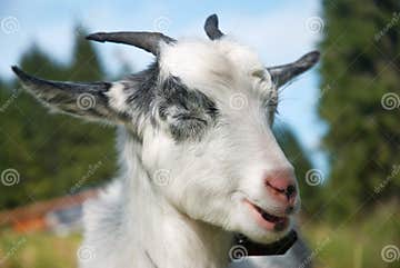 Funny goat stock photo. Image of barnyard, goats, farm - 21488698