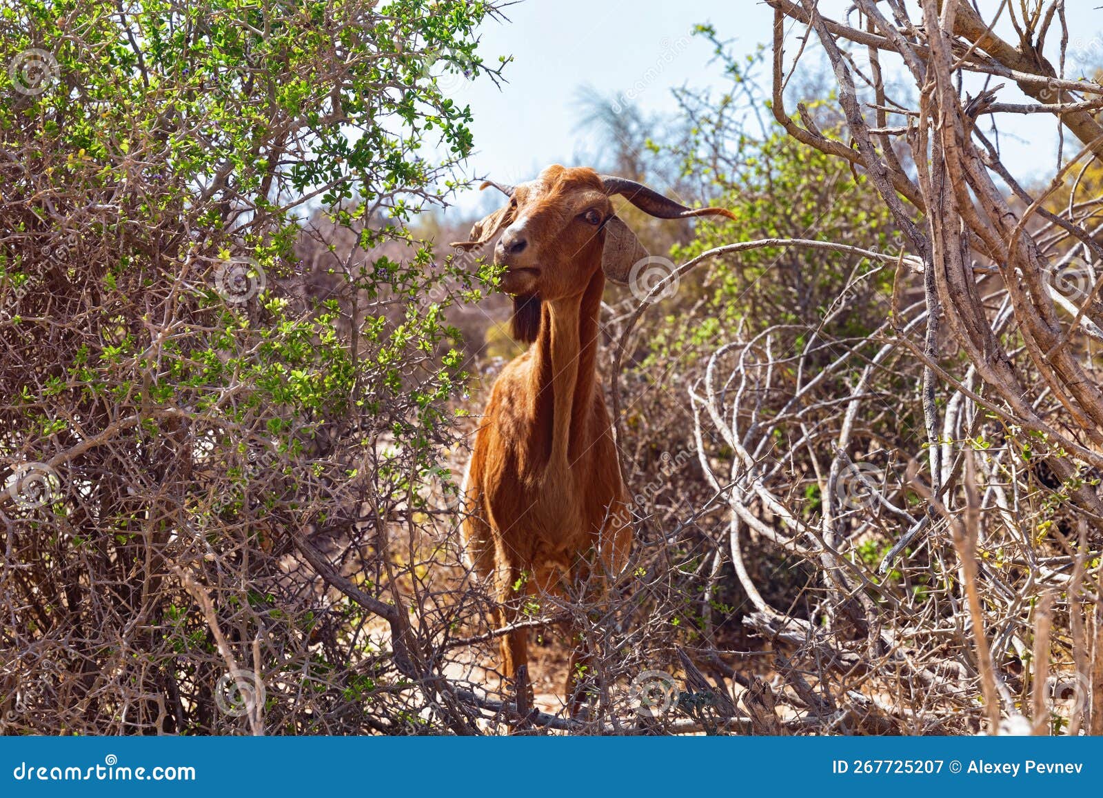 Funny Goat Eats Green Leaves from Twigs among the Shrubs of Morocco