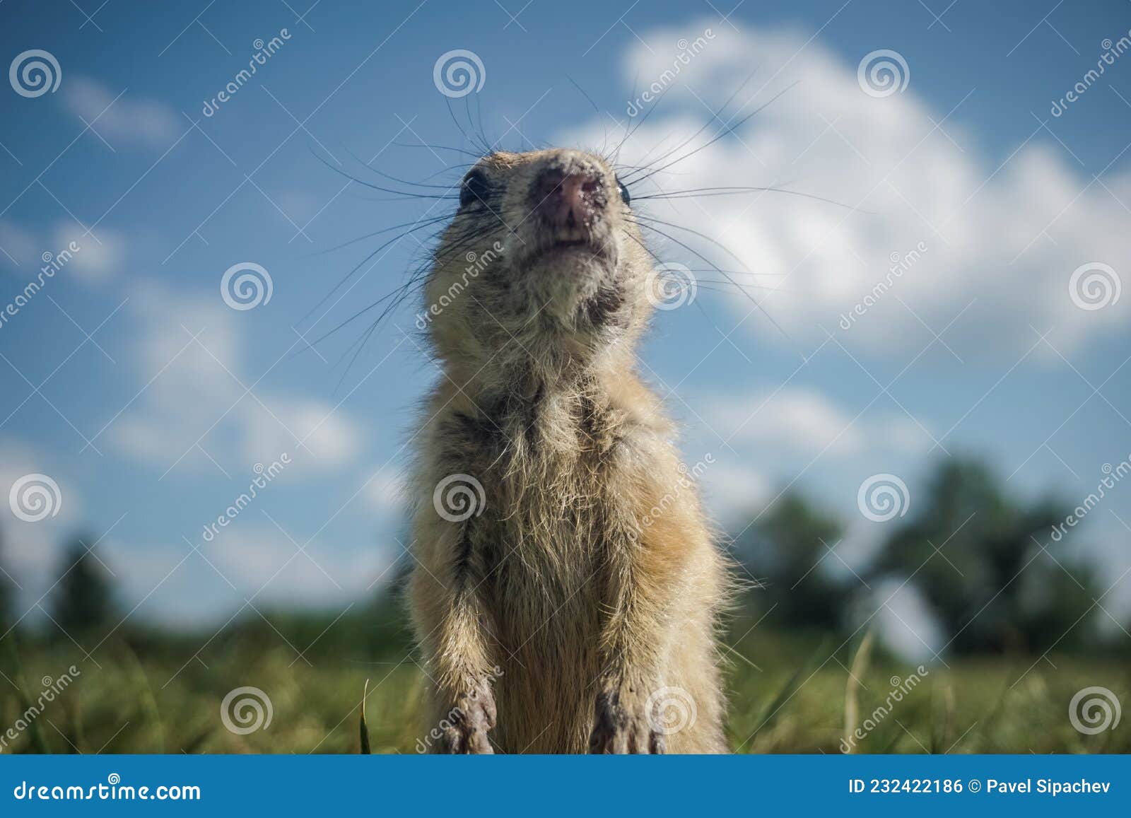 Funny Gopher In The Park Stock Photo Image Of Grass 232422186