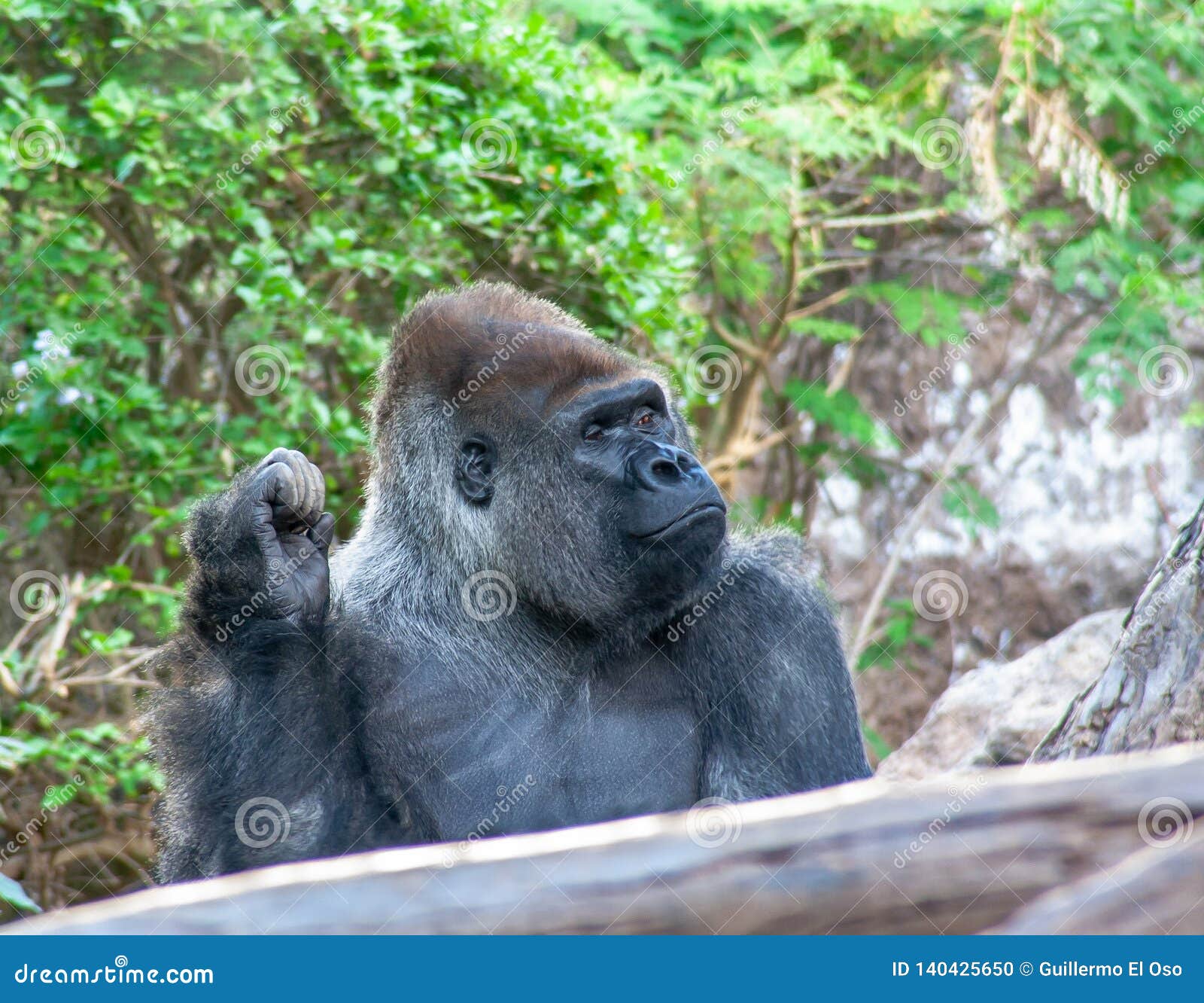 Funny Gorilla Sits Here and Waiting for You Stock Photo - Image of glowing, danger: 140425650 Funny Gorilla Sits Here and Waiting for You Stock Photo - Image of glowing, danger: 140425650