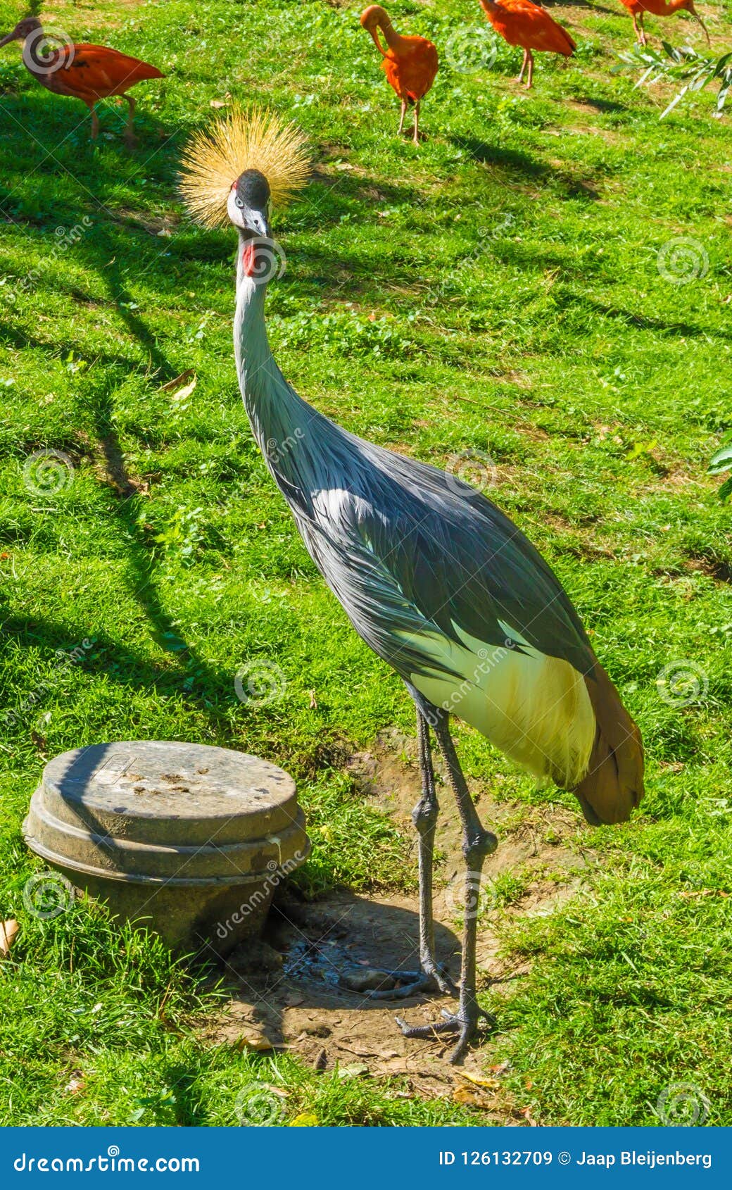 Funny Gray Crane Bird with Yellow Tuft Hair on His Head Close Up Stock Image - Image of bird, grass: 126132709 Funny Gray Crane Bird with Yellow Tuft Hair on His Head Close Up Stock Image - Image of bird, grass: 126132709
