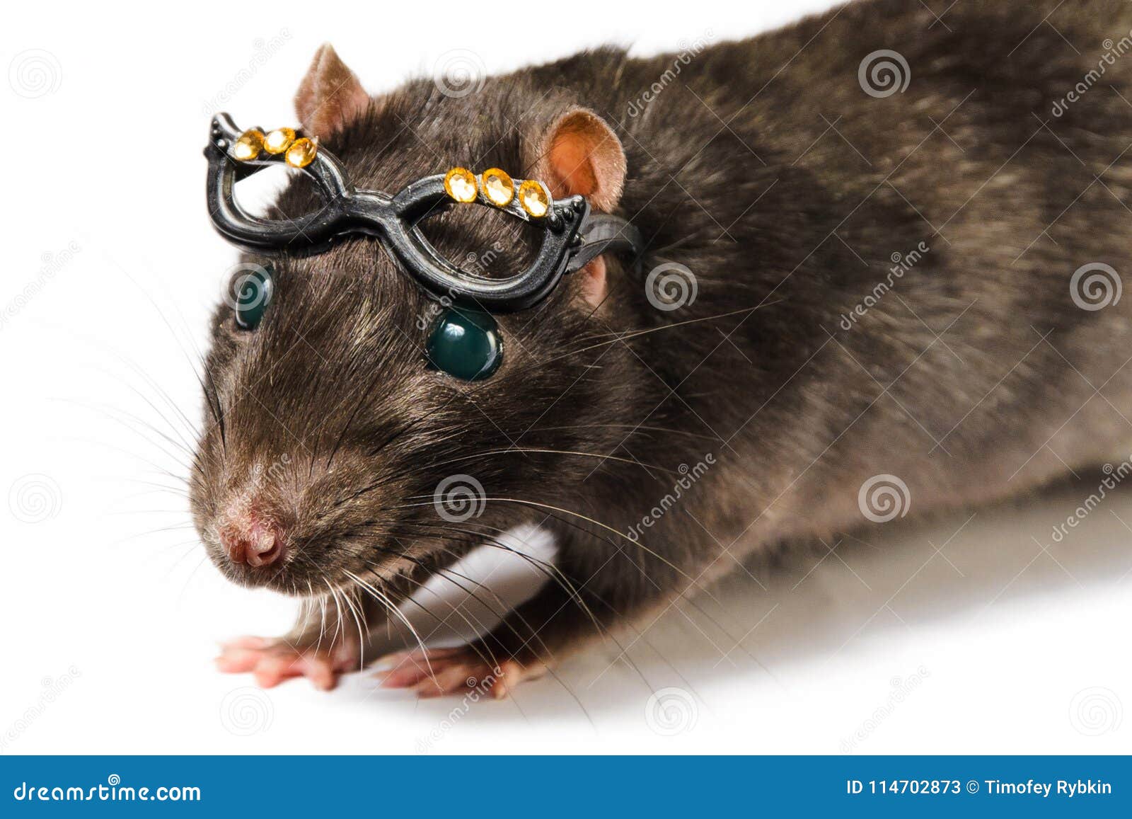 Funny Gray Rat in Small Glasses Stock Image Image of rats, hairy