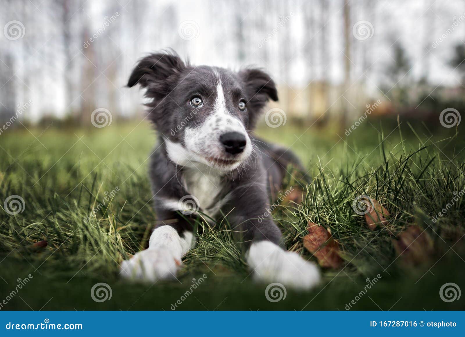 躺在草地上的幽幽的灰色边境牧羊犬库存照片. 图片包括有位于, 敌意, 背包, 哺乳动物, 鼻子, 国界的- 167287016