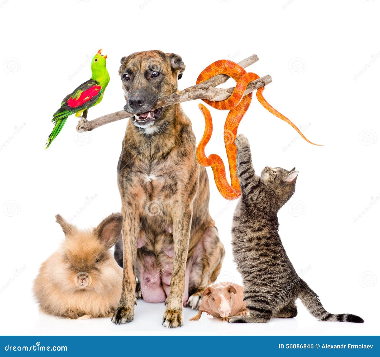 Funny Group of Diverse Animals. Isolated on White Background Stock Photo -  Image of bald, funny: 56086846