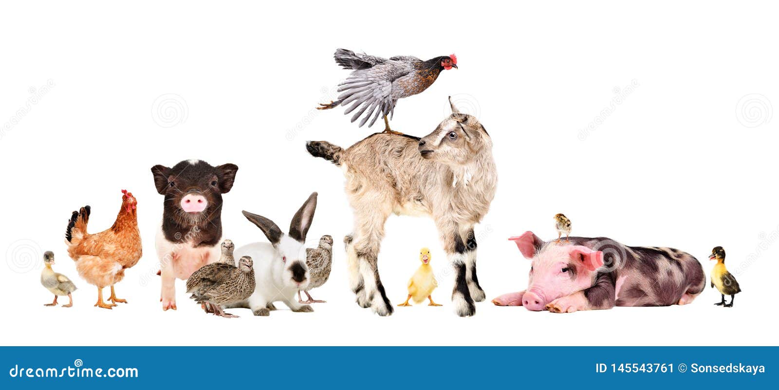 Funny Group of Farm Animals Stock Image - Image of animals, bird: 145543761