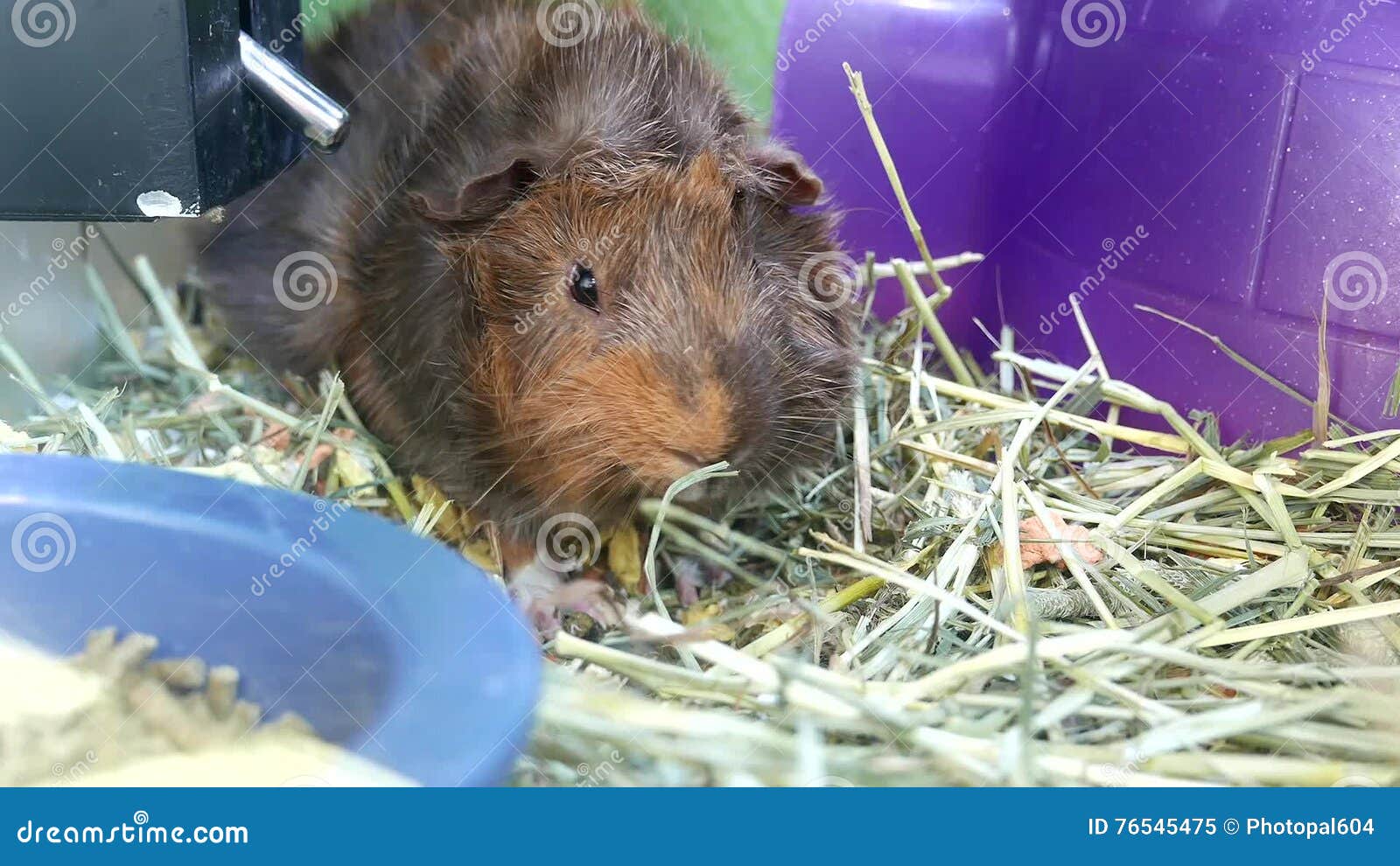 petsmart guinea pigs