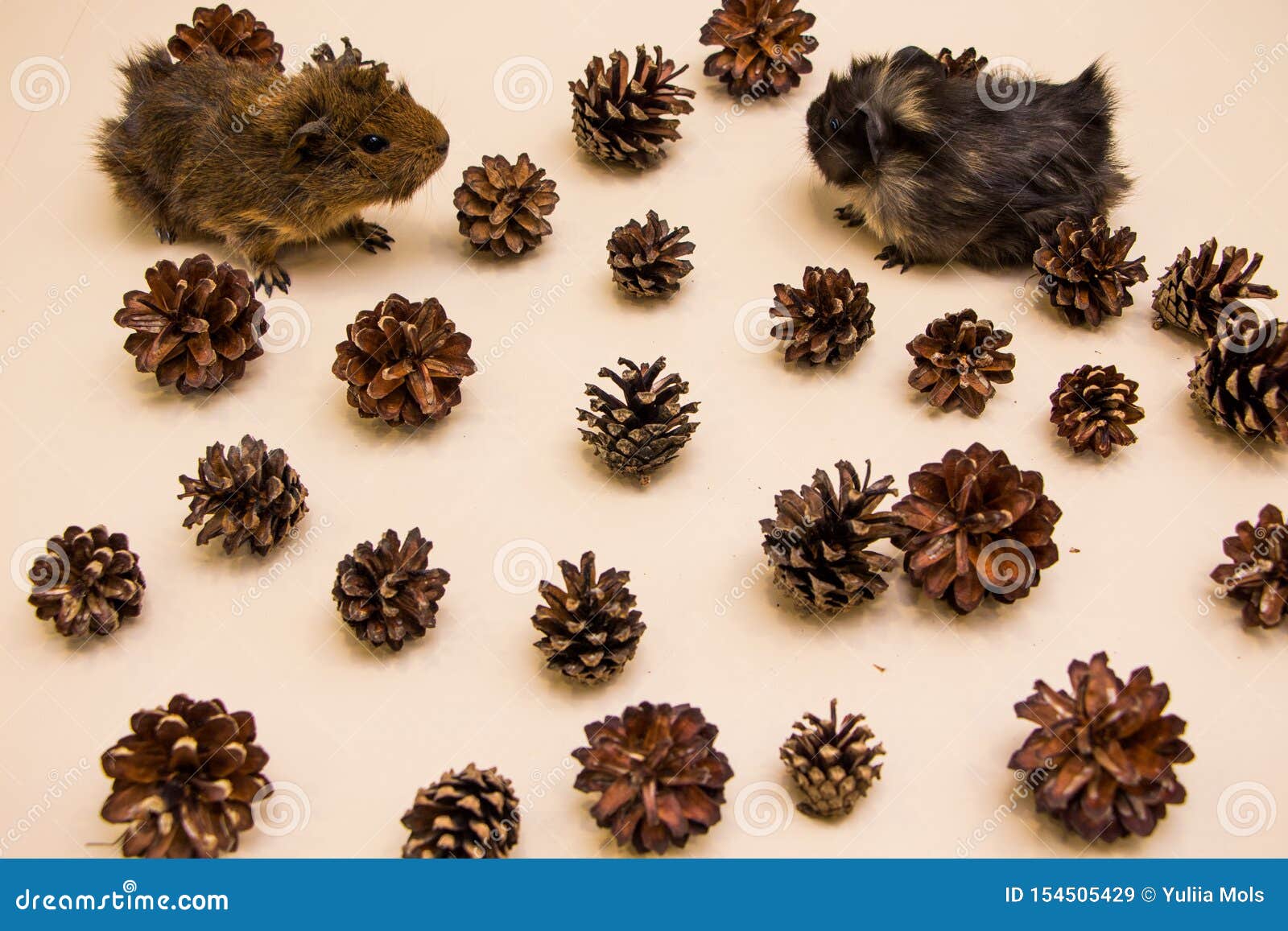 Funny Guinea Pig between a Pine Cone Stock Image Image of animal