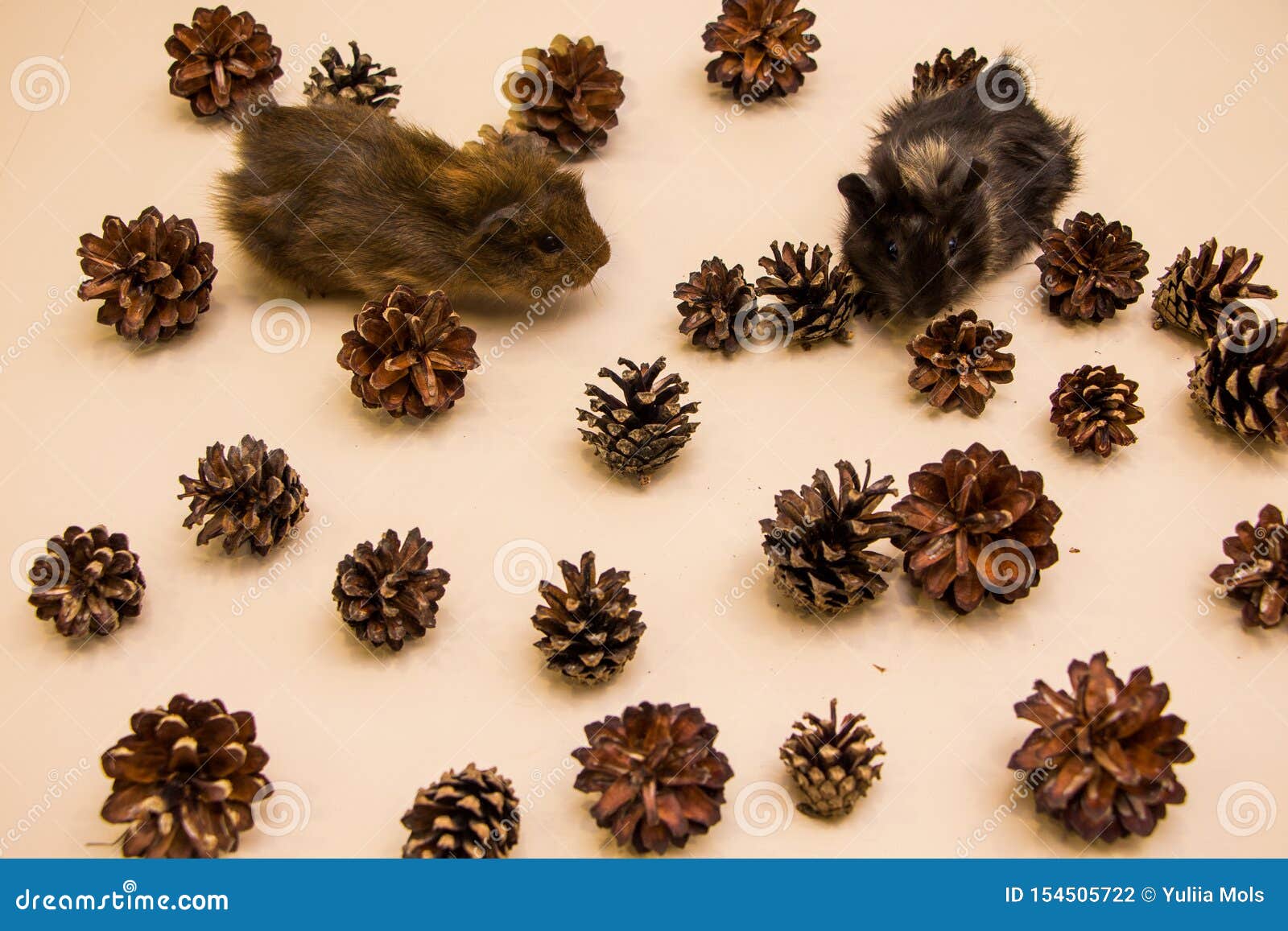 Funny Guinea Pig between a Pine Cone Stock Photo Image of hamster