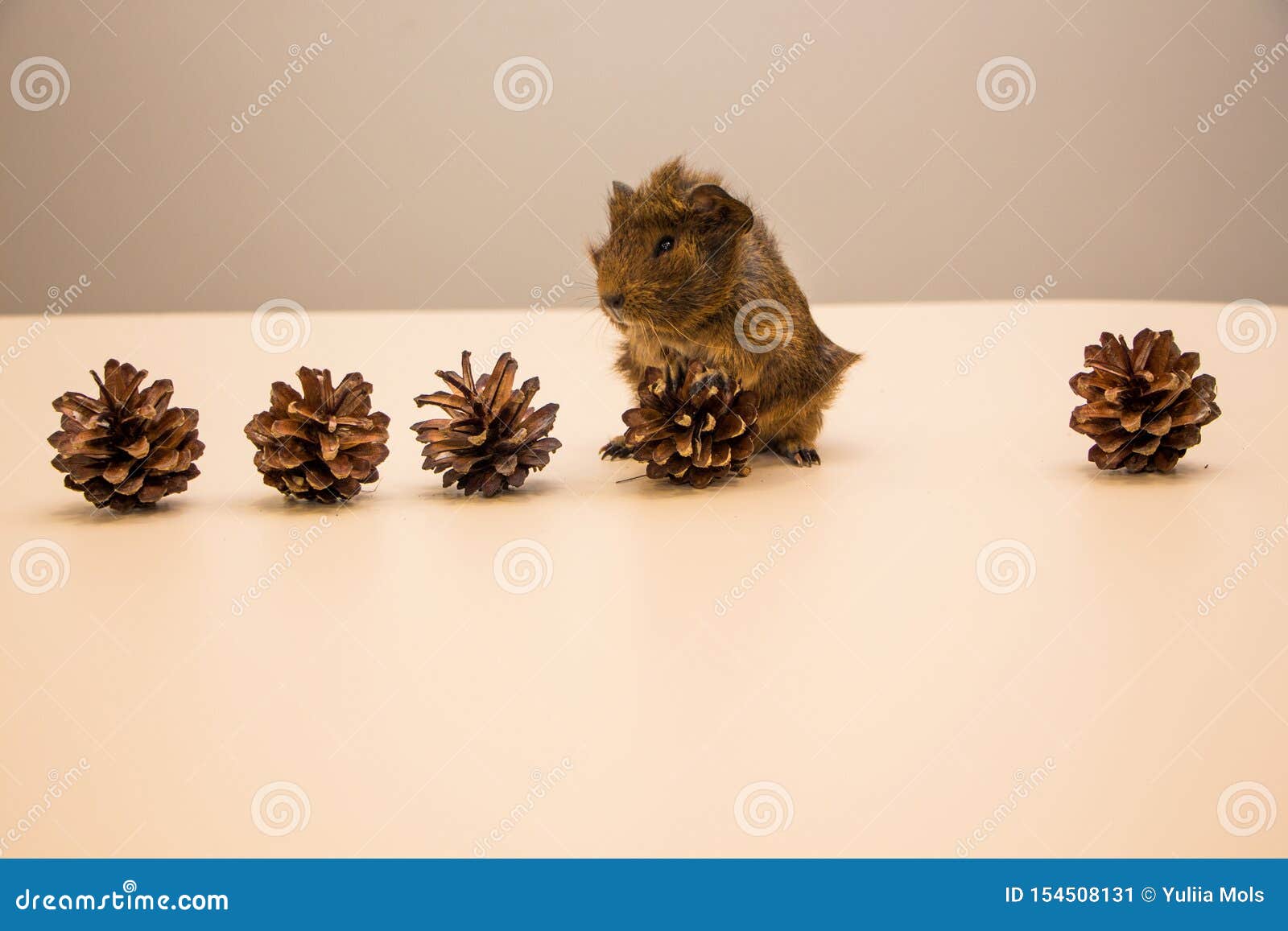 Funny Guinea Pig between a Pine Cone Stock Image Image of