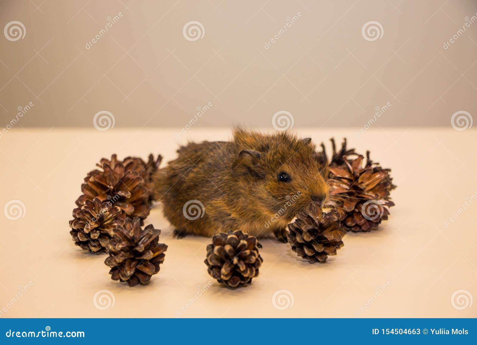 Funny Guinea Pig between a Pine Cone Stock Image Image of books, cone