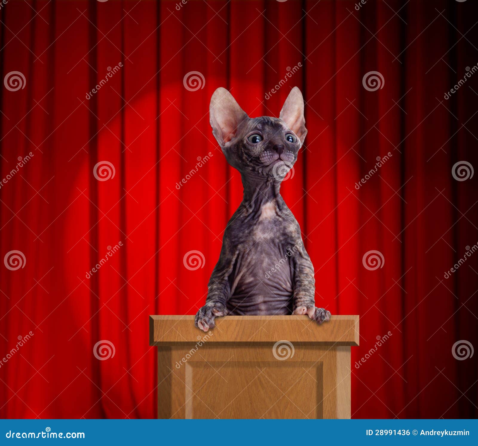 funny hairless cat standing on a rostrum