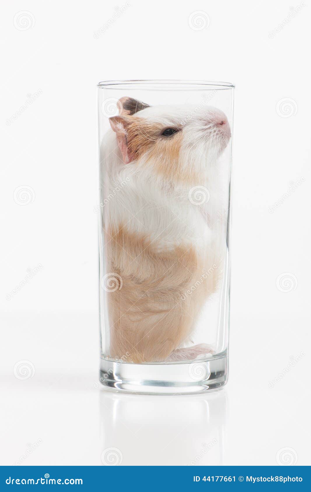 schending Tweet meditatie Funny Hamster Sitting in Glass on White Background. Stock Image - Image of  abstract, eyes: 44177661