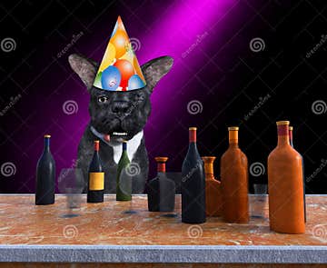 Funny Happy Birthday Party Dog, Drinking, Alcohol Stock Image - Image ...