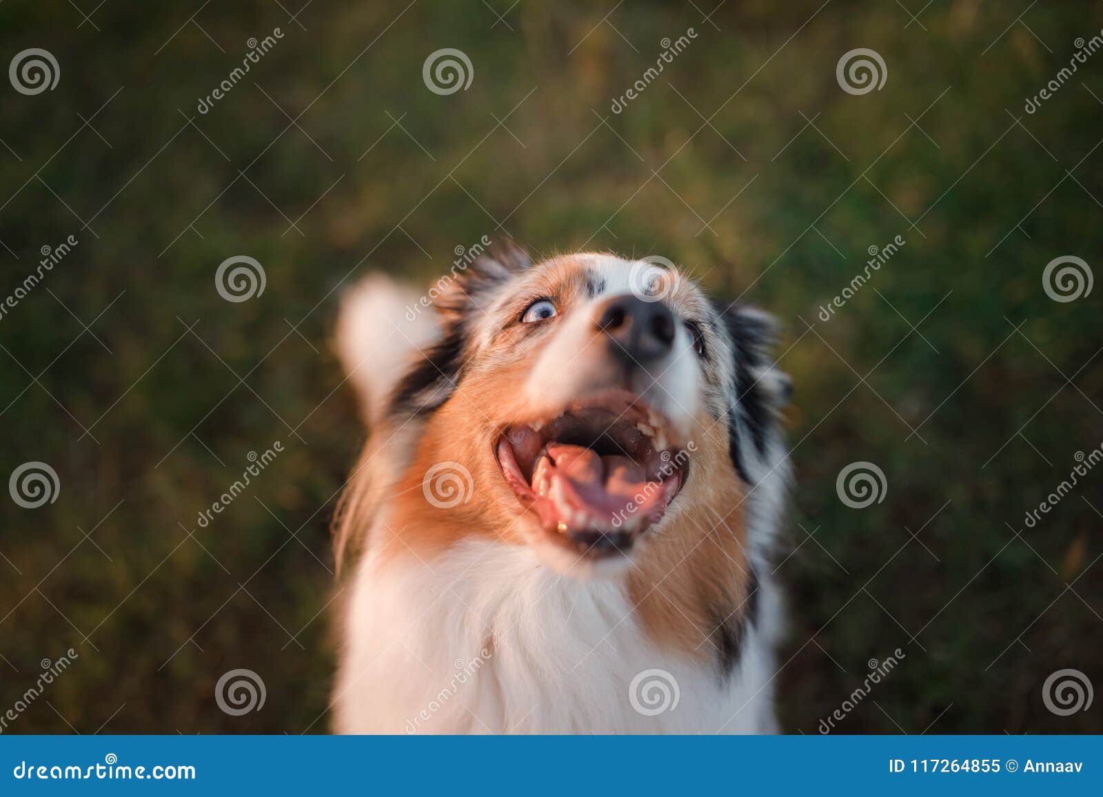 muzzle for australian shepherd