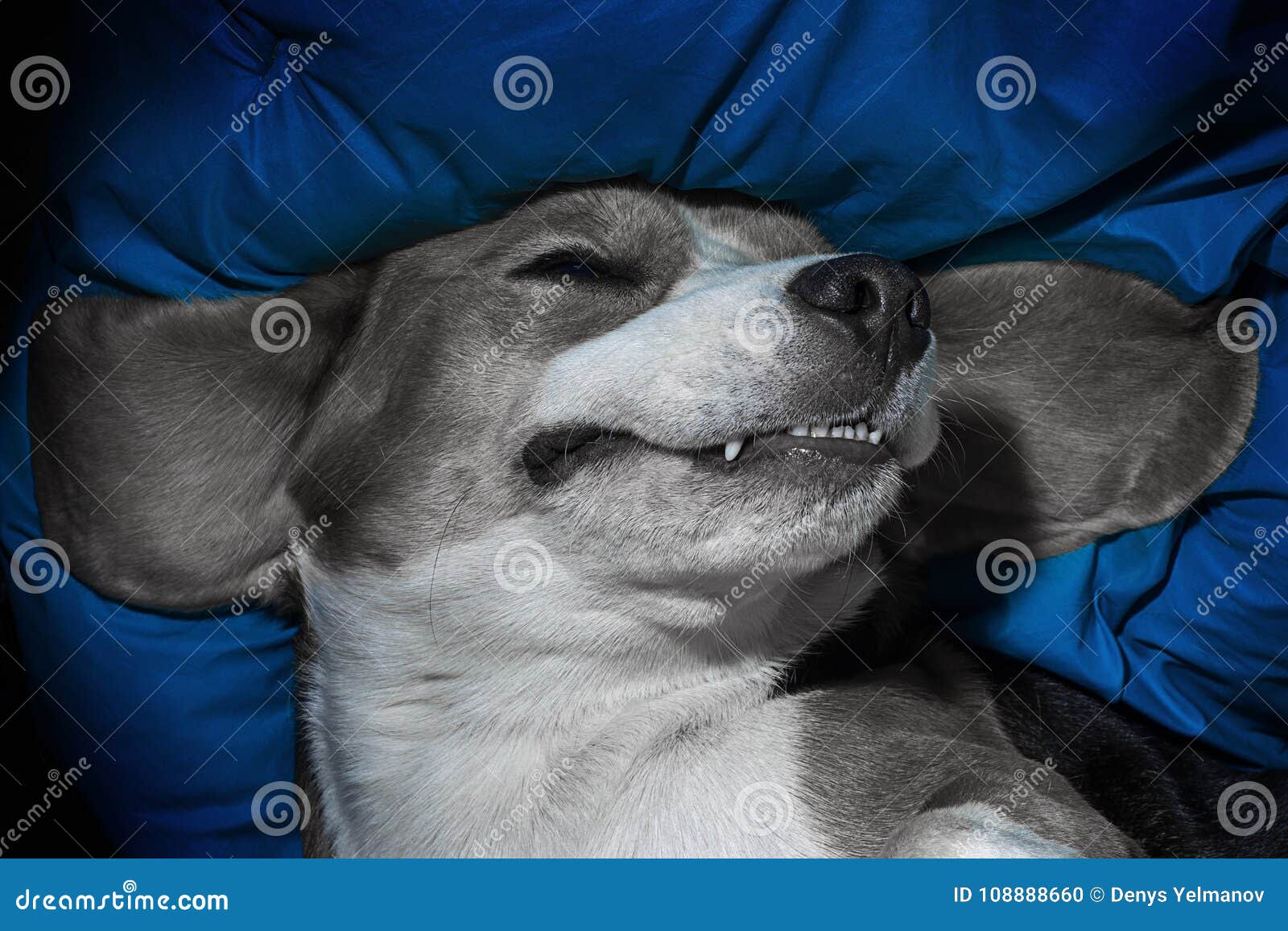 Happy Dog Sleeping Upside Down on a Pillow Stock Photo Image of