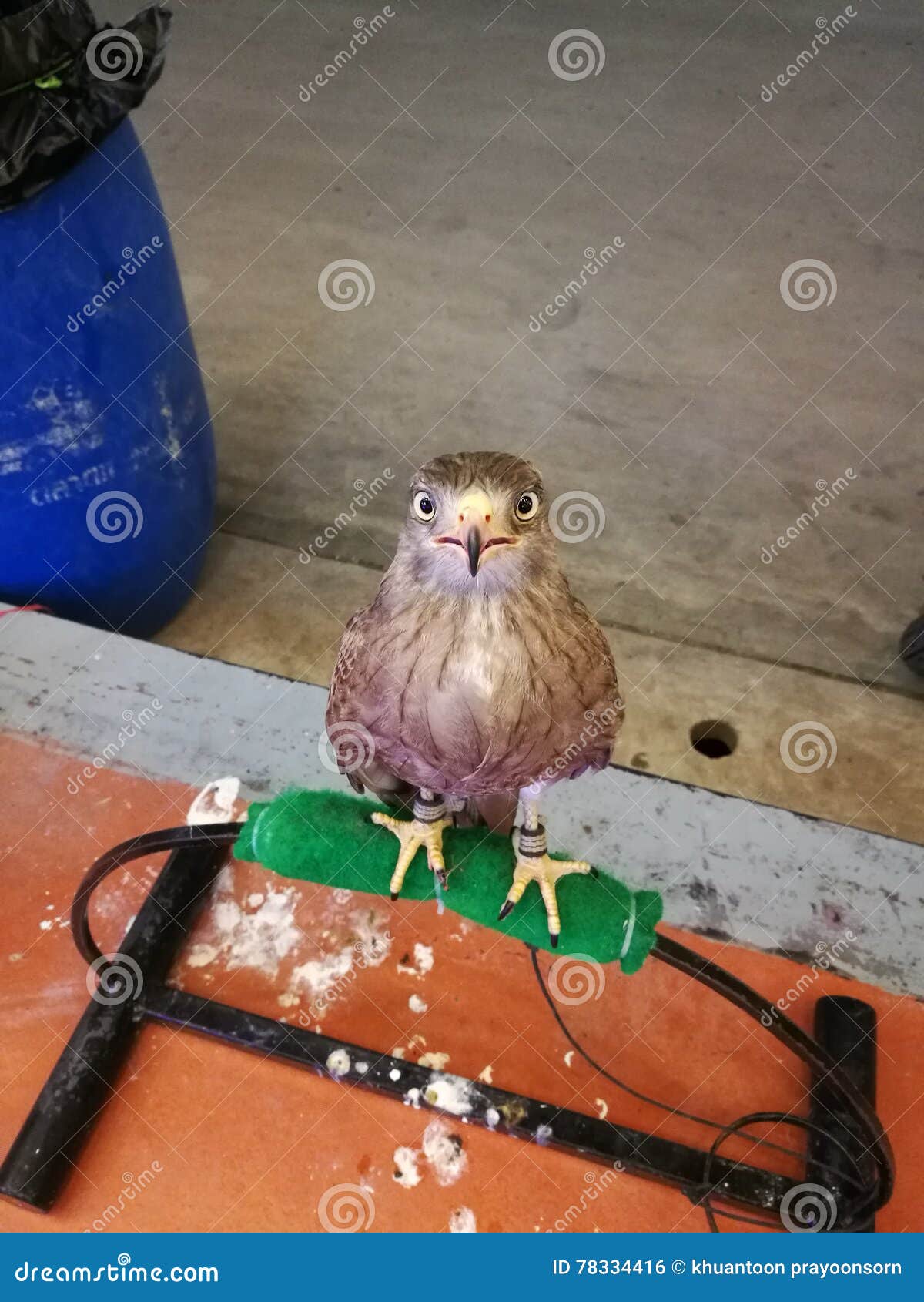 Funny hawk stock photo. Image of hawk, funny, wildanimal 78334416