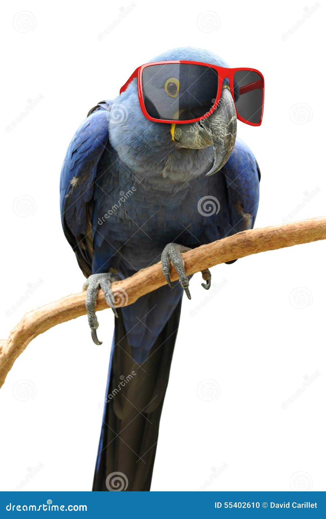 funny hipster parrot wearing cool red sunglasses animal photo hyacinth macaw trendy 55402610