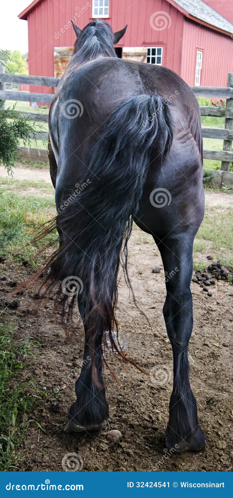 Female horse butt