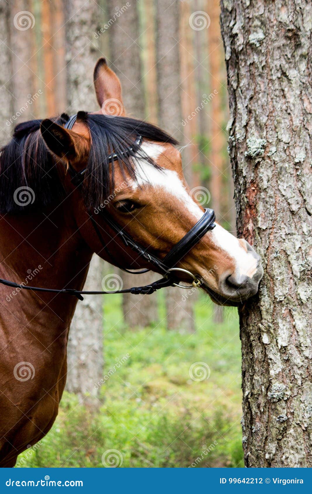 Funny Horse Chewing on the Tree Log Stock Photo Image of mammal, farm