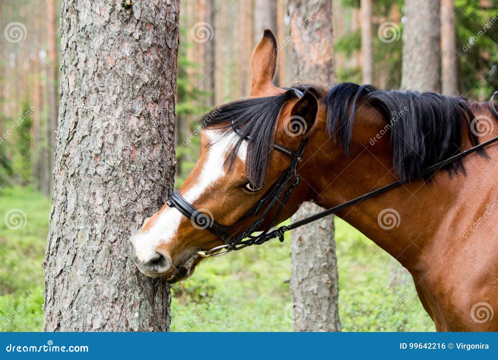 Funny Horse Chewing on the Tree Log Stock Photo Image of herbivore