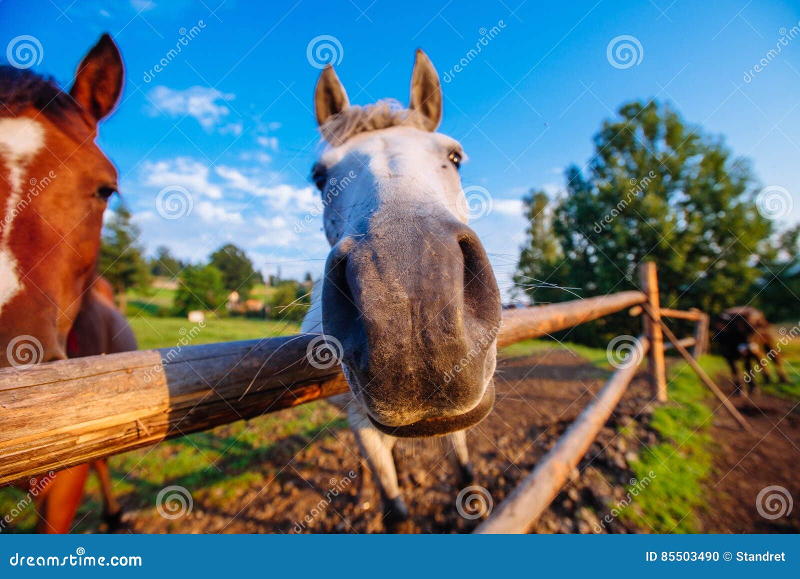 Funny horse close up stock photo. Image of grin, grey 85503490