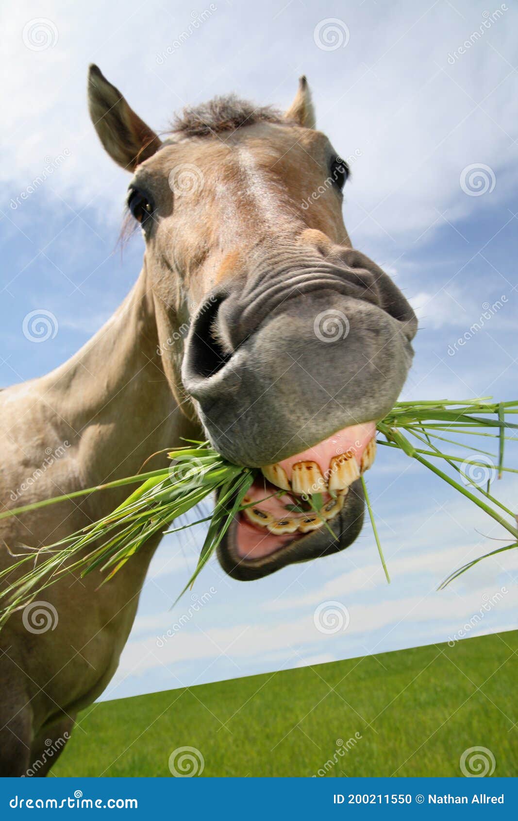 Funny horse face stock photo. Image of grazing, grin 200211550