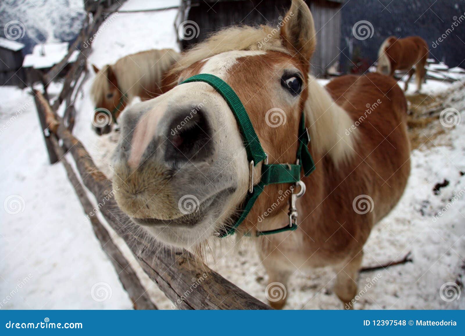 Funny Horse nose stock photo. Image of brown, carabiner 12397548