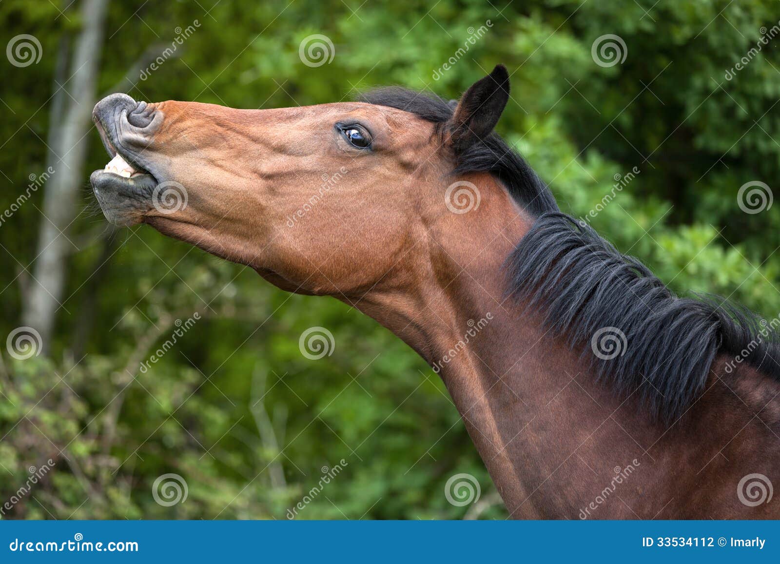 Funny Horse Showing Its Teeth Stock Photo Image of joke, outdoors
