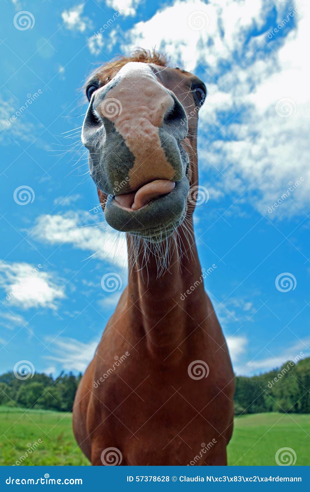 Funny horse stock photo. Image of mammal, horse, brown 57378628