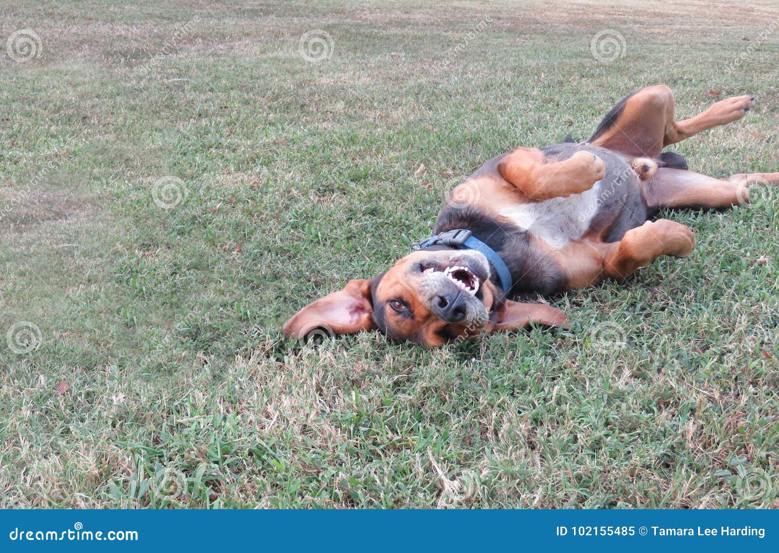silly dog playing rolling in grass