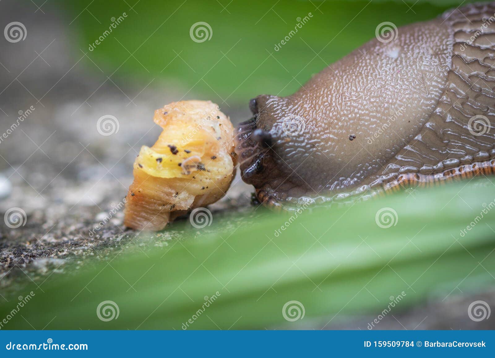 funny hungry gourmand snail slug eating cep mushroom macro close up