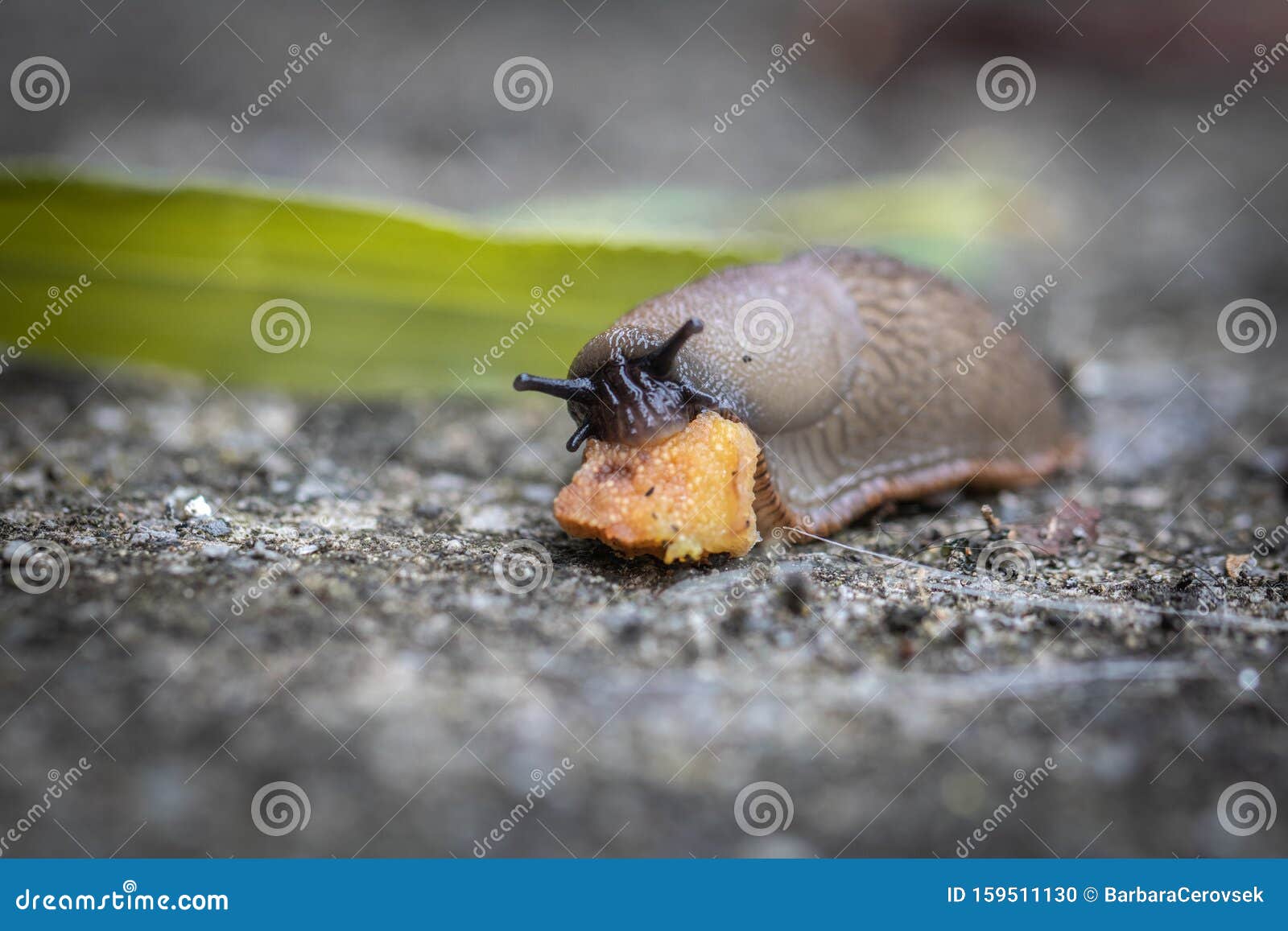 funny hungry gourmand snail slug eating cep mushroom macro close up