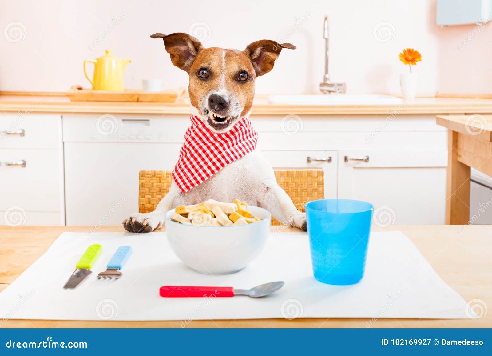 狗吃粮摄影图片-狗吃粮摄影作品-千库网